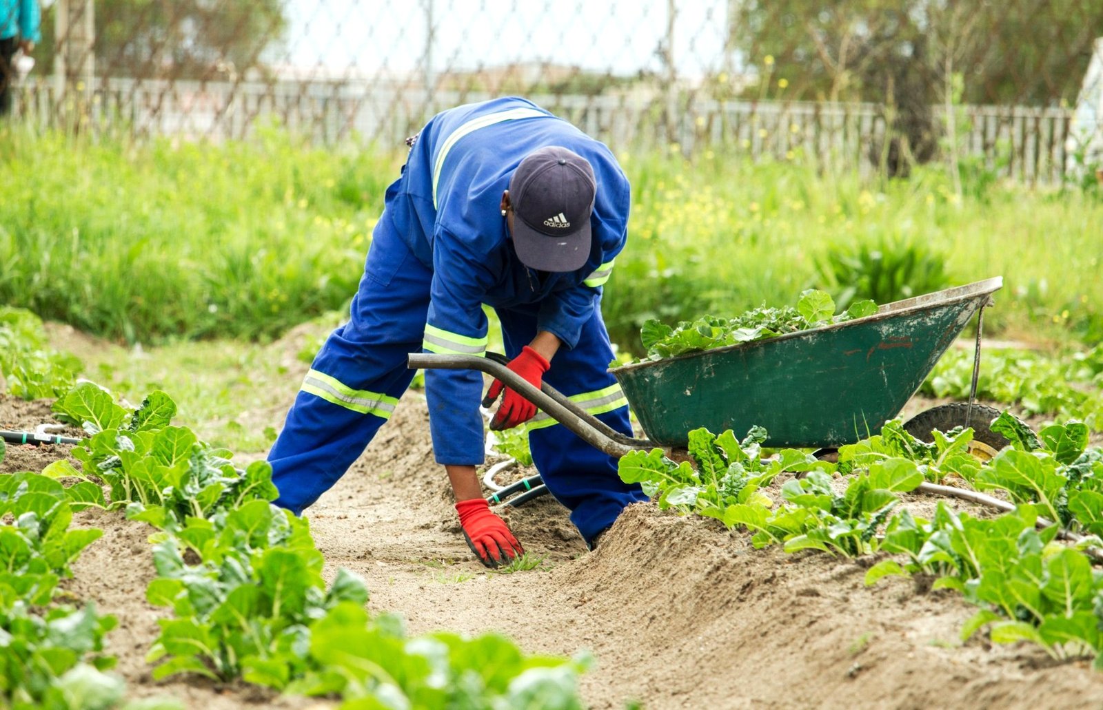 UK Seasonal Worker Visa Jobs 2026: Apply for Farm & Care Work